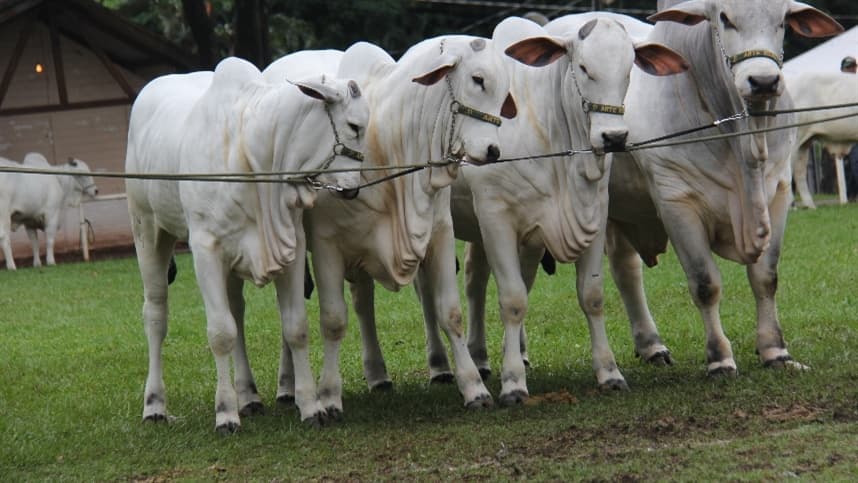 Preços do boi gordo sobem em Mato Grosso em abril de 2026