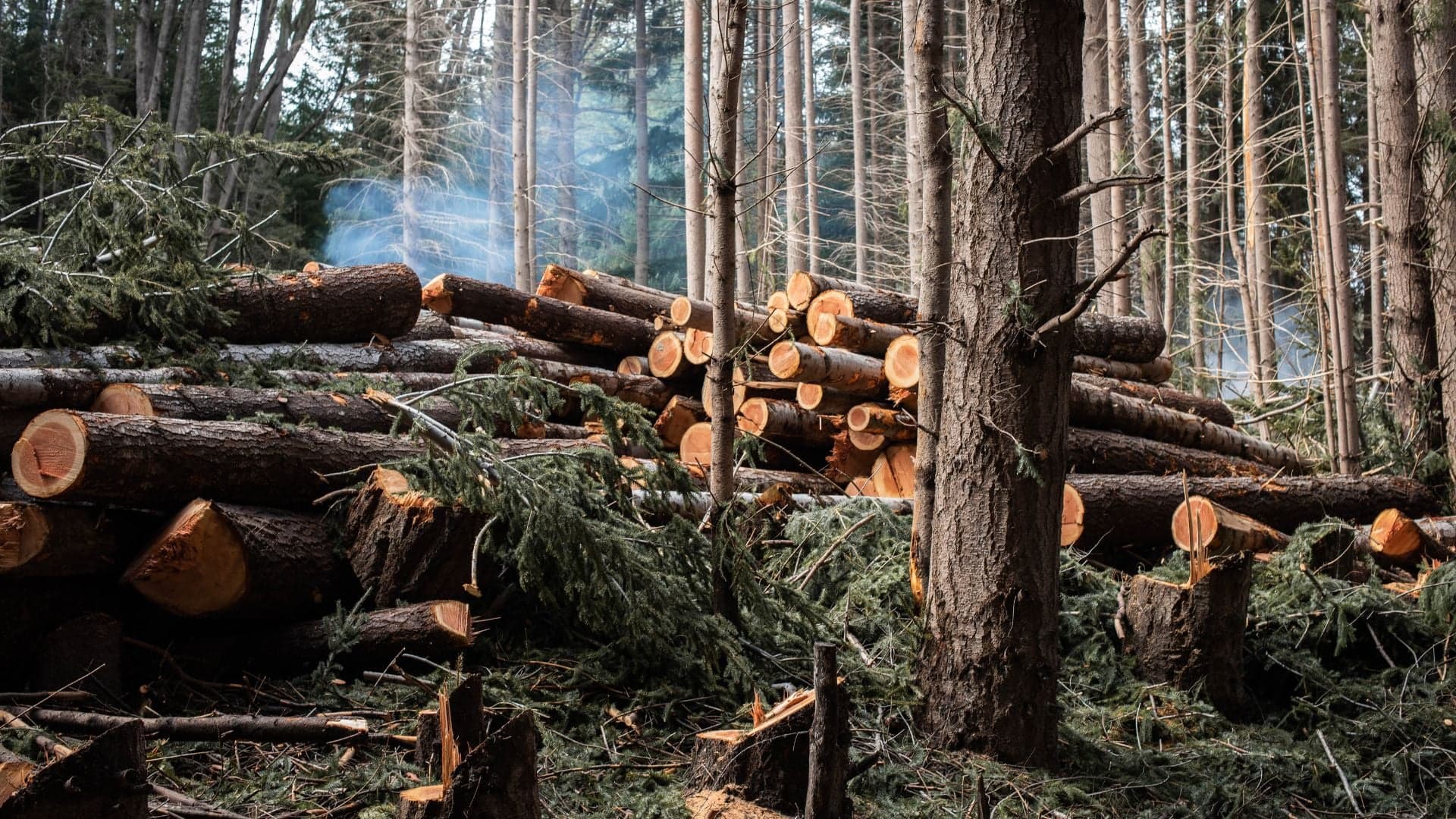 Bancos exigirão regularidade ambiental para financiamento rural