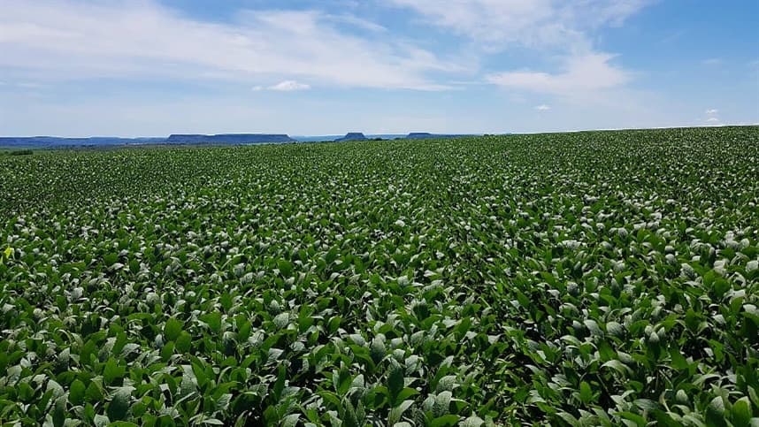 Impacto das Raízes na Produtividade da Soja em Análise