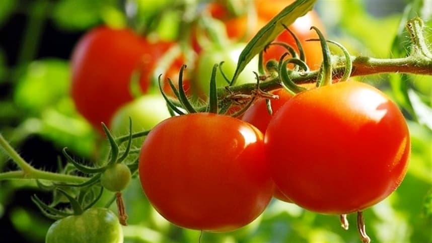Goiás se destaca como principal produtor de tomate no Brasil