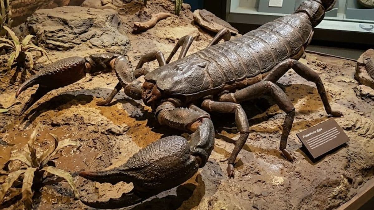 Escorpião gigante é confirmado como predador de topo na Grã-Bretanha