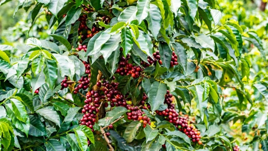Ferrugem do cafeeiro exige manejo rigoroso em verões chuvosos