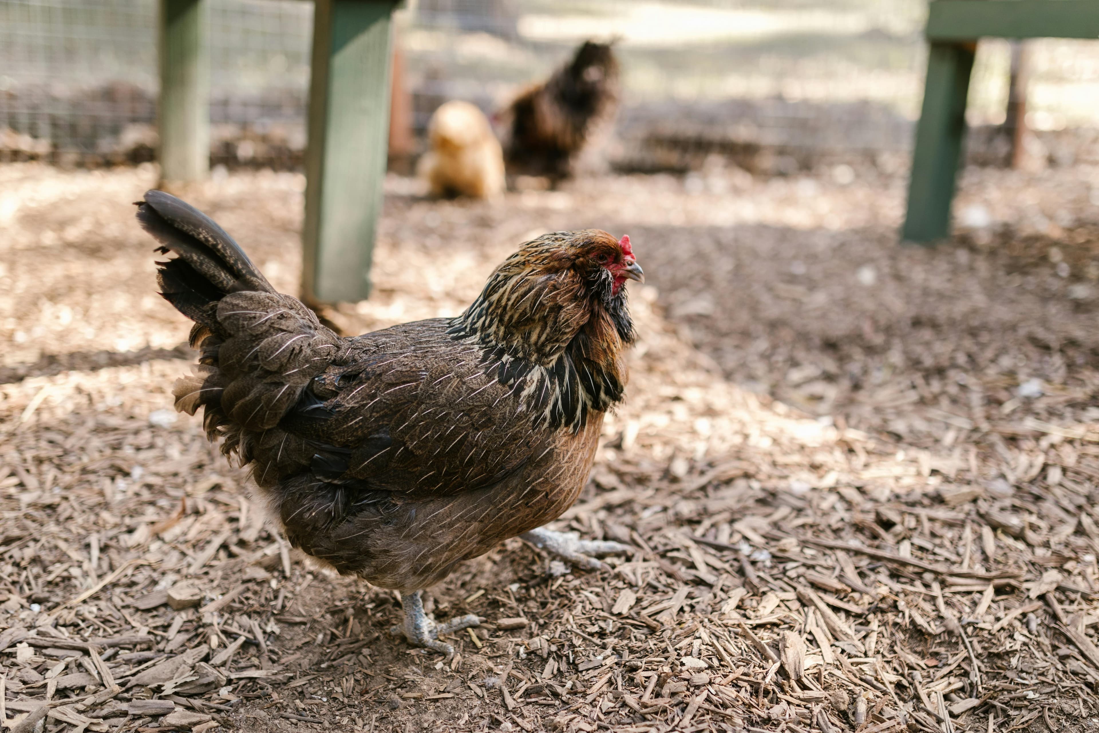 Gripe aviária H5N1 é registrada no Chile com mortes de aves