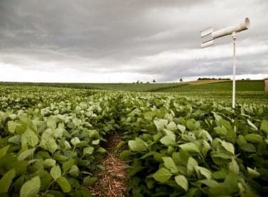 Mato Grosso do Sul atualiza regras do vazio sanitário da soja