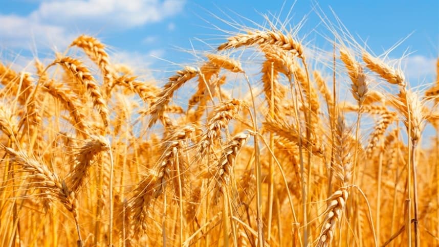 Mercado de trigo no Sul valoriza lotes, mas reduz área de plantio
