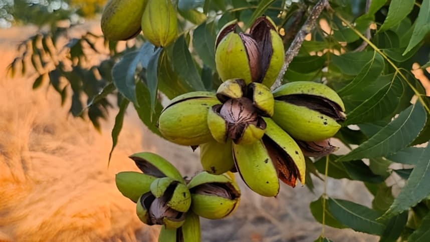 Seminário discute produtividade e mercado da nozes-pecã em Anta Gorda