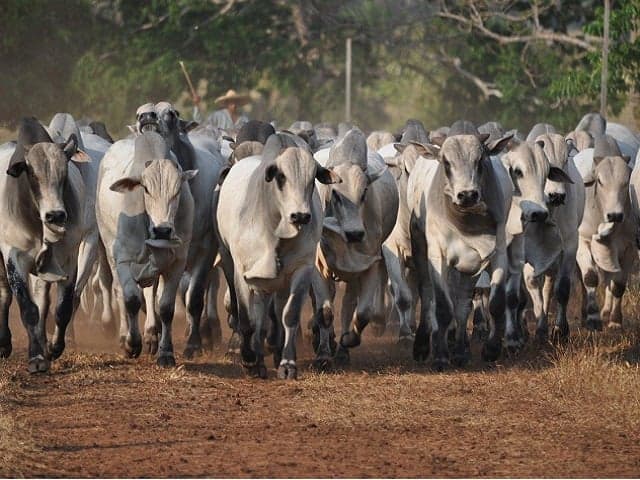 Impacto dos touros na genética do rebanho é predominante, diz especialista