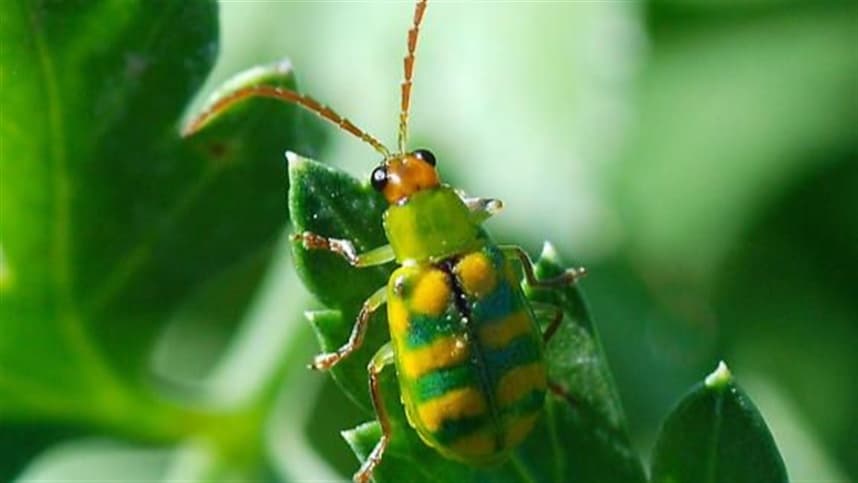 Larva-alfinete preocupa produtores de trigo em 2026