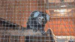 Macaco abandonado em ônibus em Londres levanta alerta de novas ocorrências