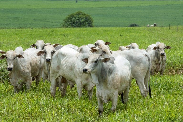 Brasil apresenta planos de descarbonização agrícola à FAO