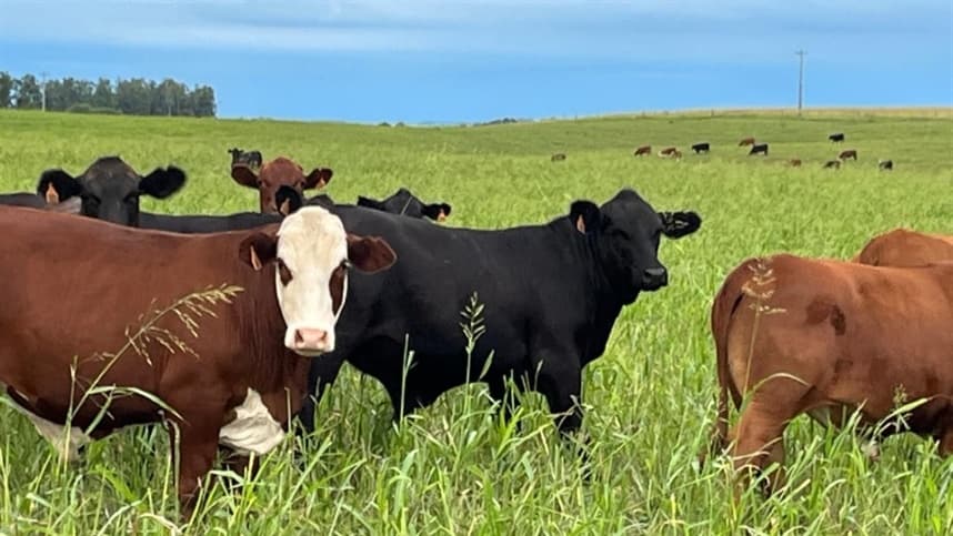 Mercado global de carne enfrenta desafios e Brasil se destaca