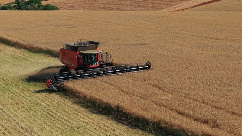 Abertura da colheita de canola é marcada para 13 de outubro em Ijuí