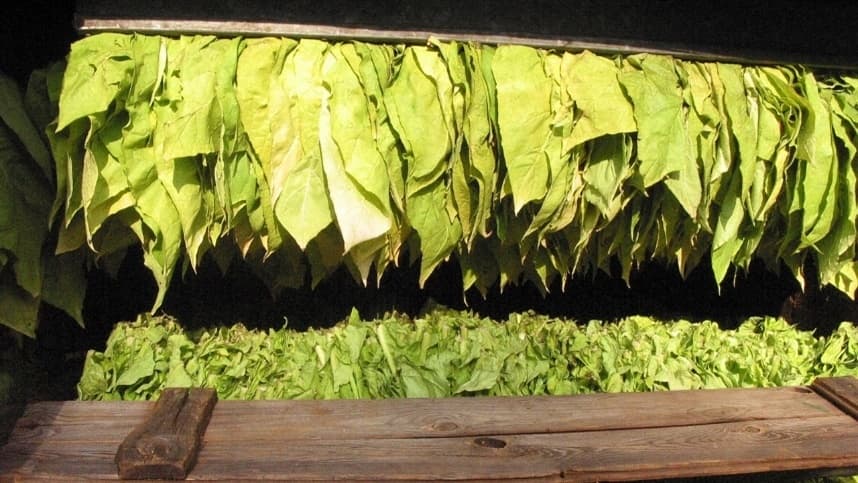 Vendas de tabaco no Rio Grande do Sul estão em baixa em 2026