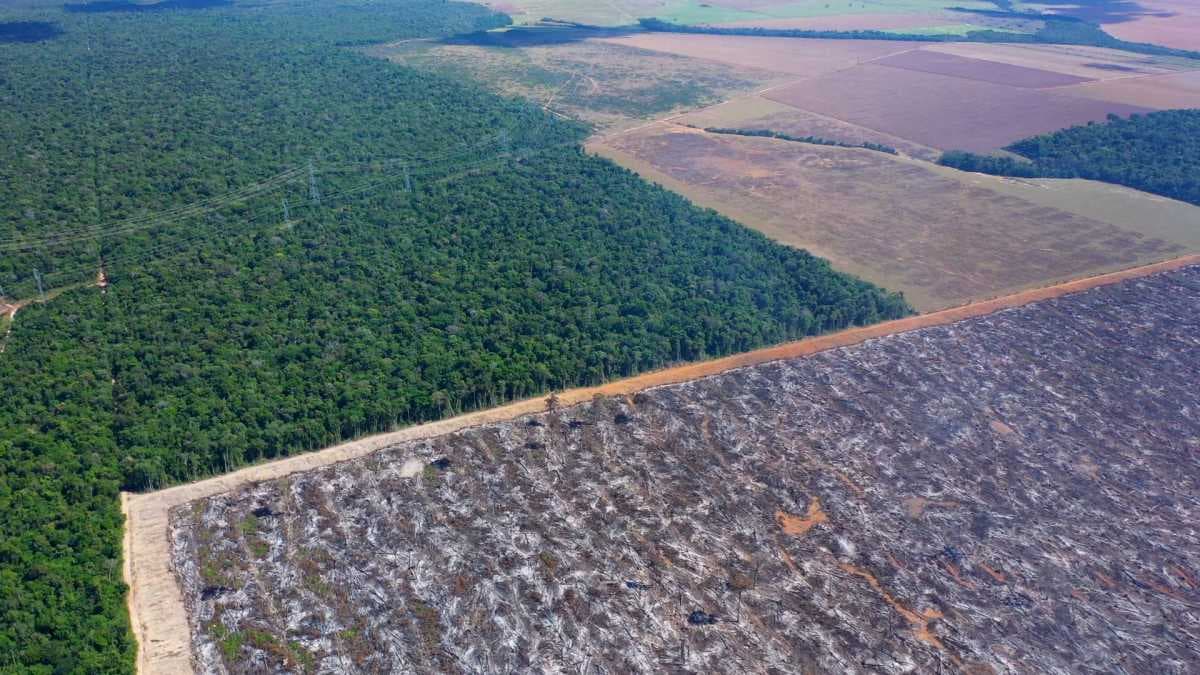 Leilão judicial oferece 70 mil hectares com até 56% de desconto