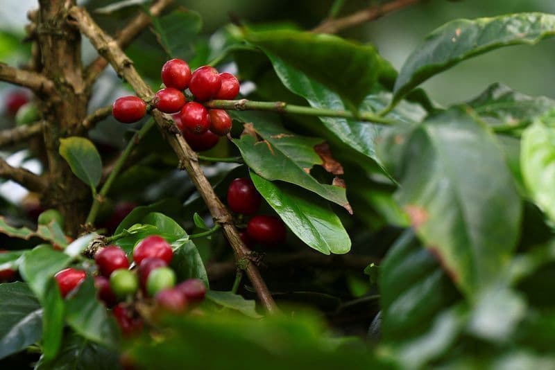 Colheita de café avança, mas umidade afeta qualidade do grão