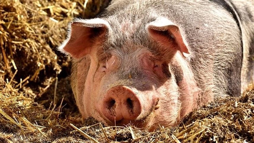Exportações de carne suína registram crescimento significativo