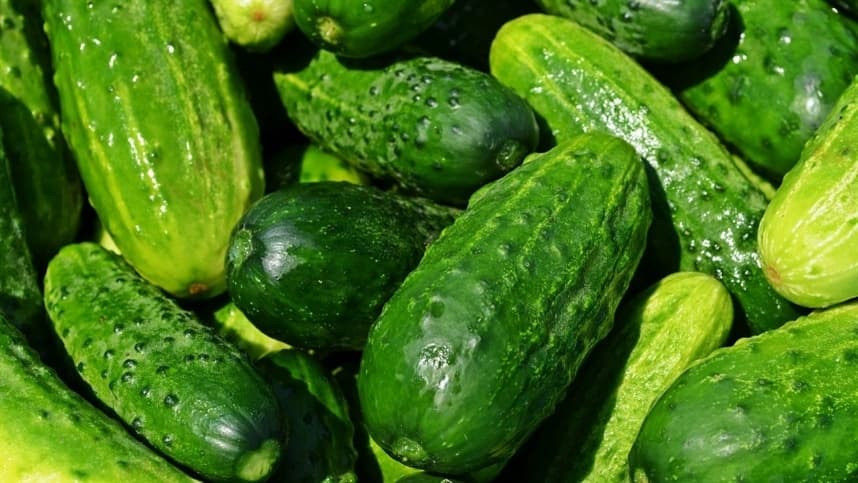 Produção de Pepino se Destaca em Lajeado e Soledade com Início da Colheita
