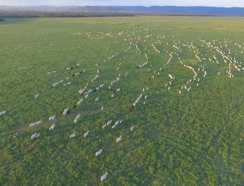 Cotações e preços da arroba do boi em queda no Brasil