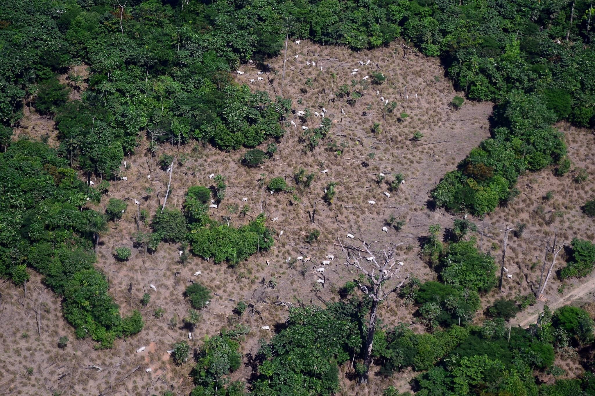 Imaflora lança guia sobre pecuária ilegal em terras indígenas