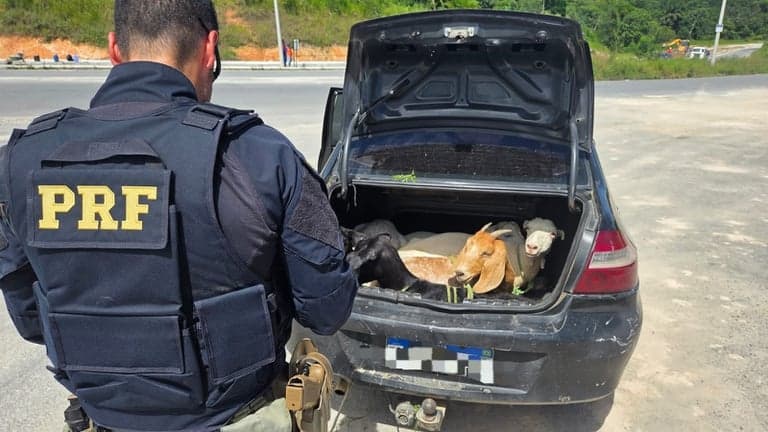 PRF flagra bodes em porta-malas de veículo abandonado em Pernambuco