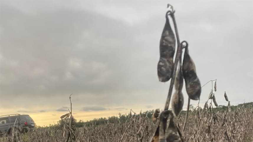 Derivados da soja: farelo sobe e óleo despencam em Mato Grosso