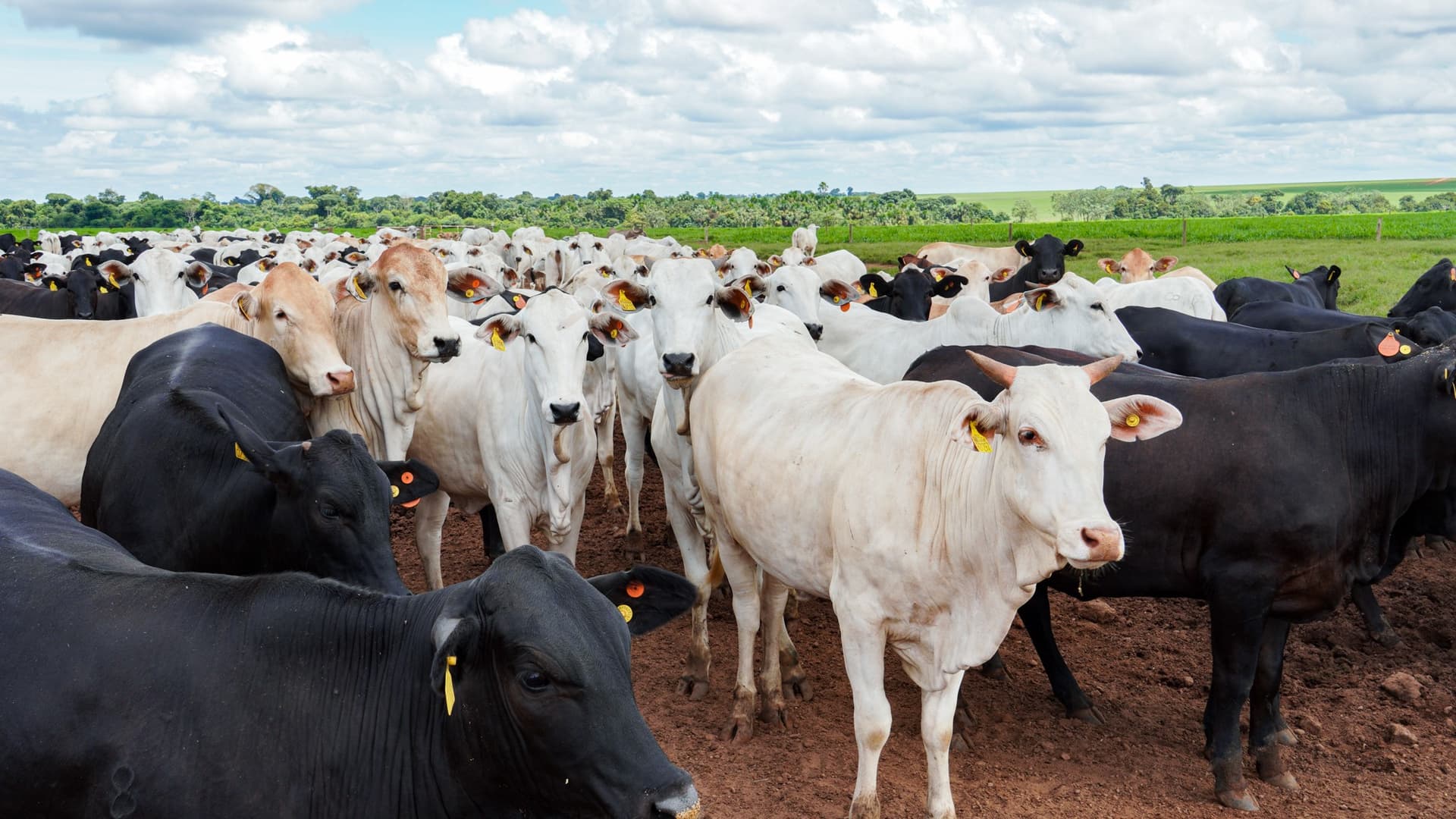 USDA reabre postos de entrada para gado na fronteira com o México