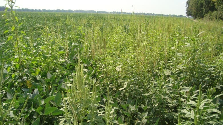 FMC e Corteva firmam acordo para distribuir herbicida inovador