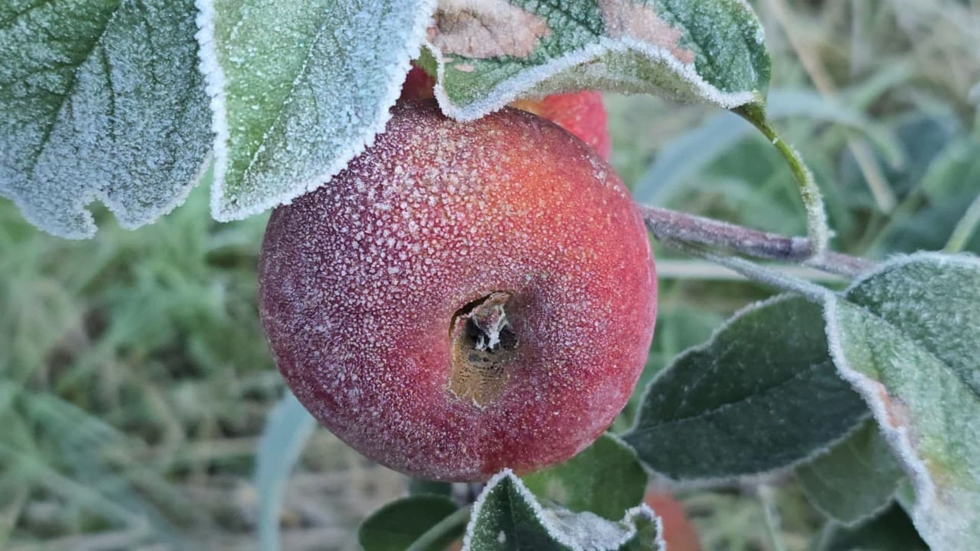 Frio intenso afeta pomares de maçã em São Joaquim