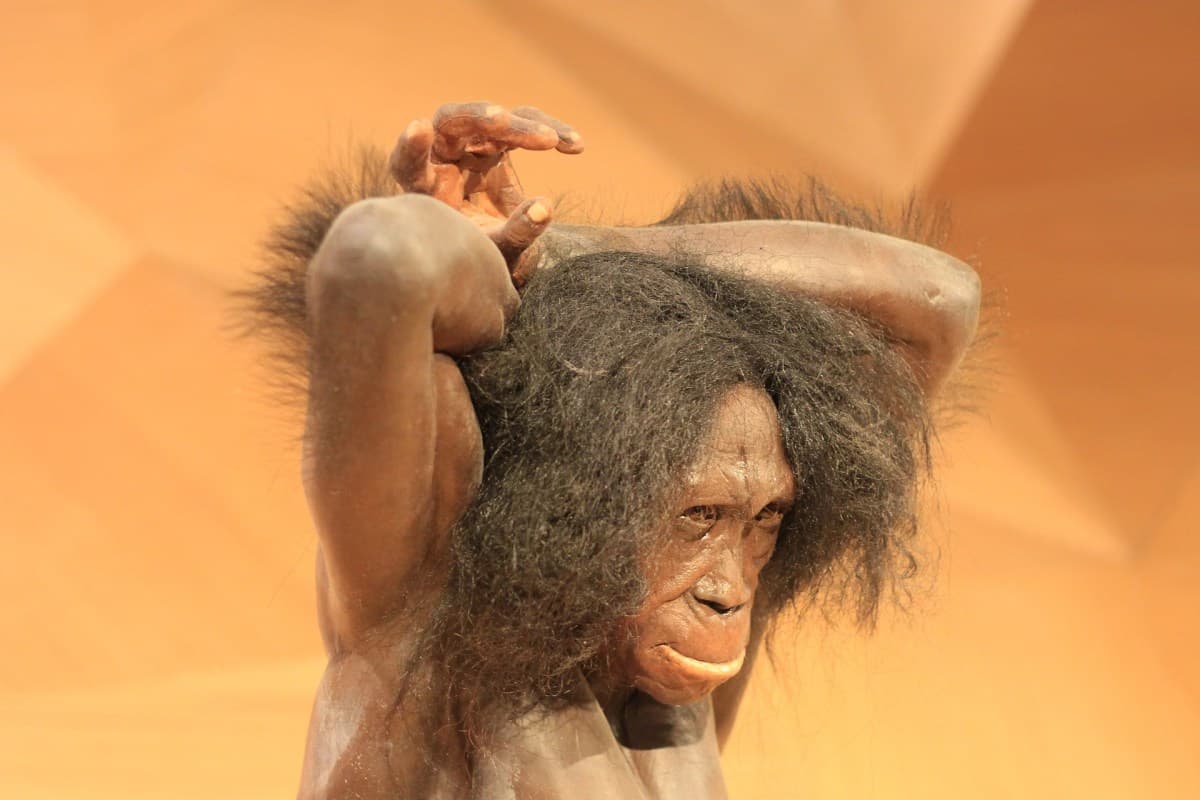 Variante genética aumenta massa muscular e altura em humanos modernos
