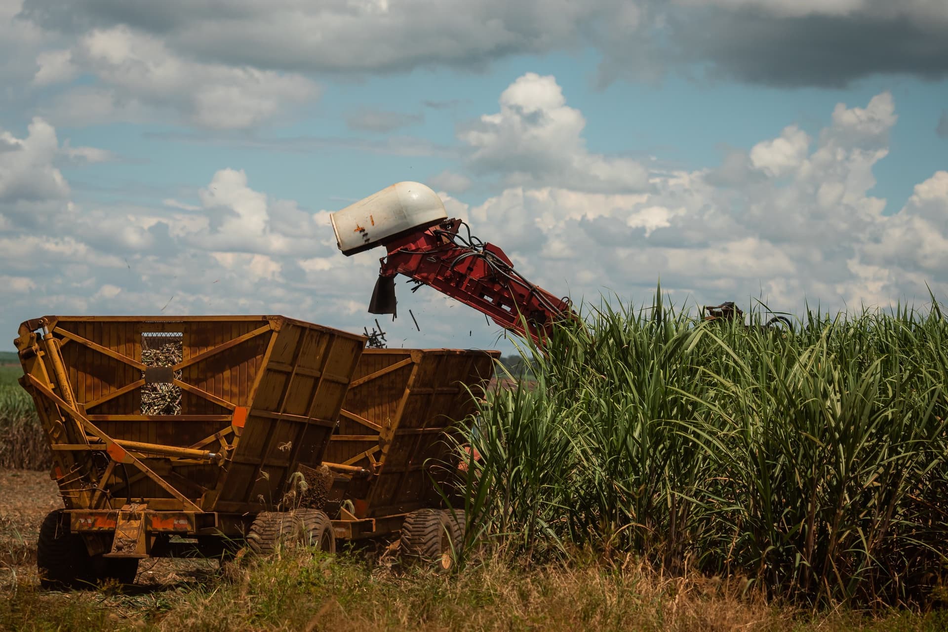 Moagem de cana-de-açúcar cai 2% nas Regiões Norte e Nordeste