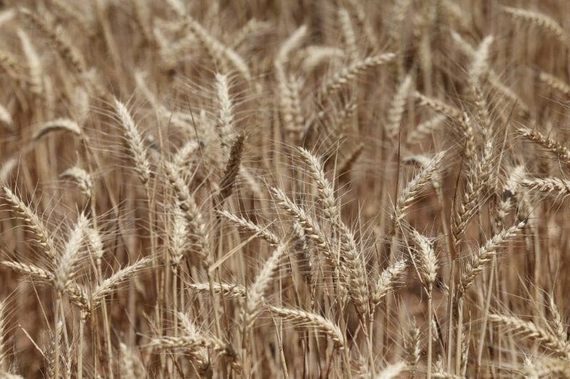 Importações de trigo no Brasil caem 20,7% em agosto devido à colheita