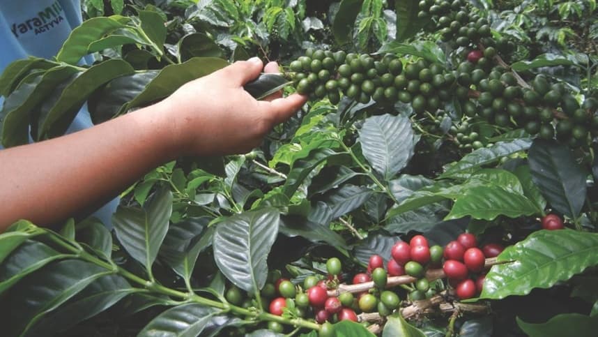 Nutrição e sustentabilidade na produção de café: os segredos por trás da bebida energética