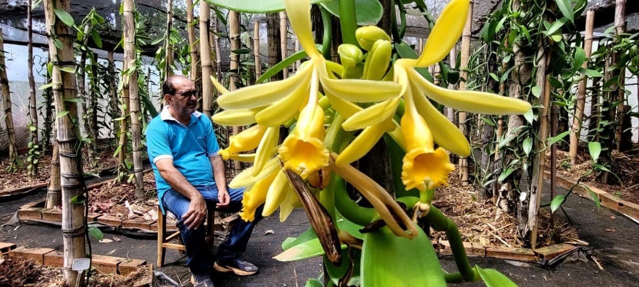 Baunilha: especiaria valiosa cresce no Cerrado brasileiro