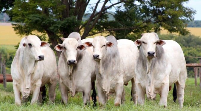 Preços do boi gordo mantêm firmeza, mas ajustes podem ocorrer