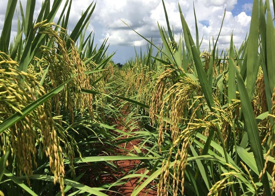 Liberados R$ 56 milhões para apoiar comercialização do arroz