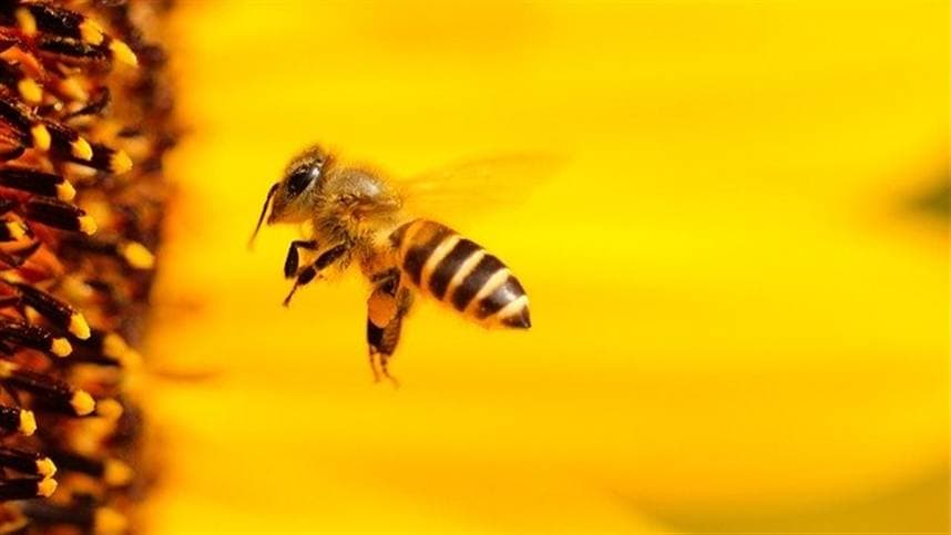 Queda de polinizadores ameaça produção agrícola e biodiversidade