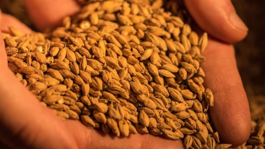 Produção de cevada no Rio Grande do Sul avança, mas potencial é abaixo do esperado