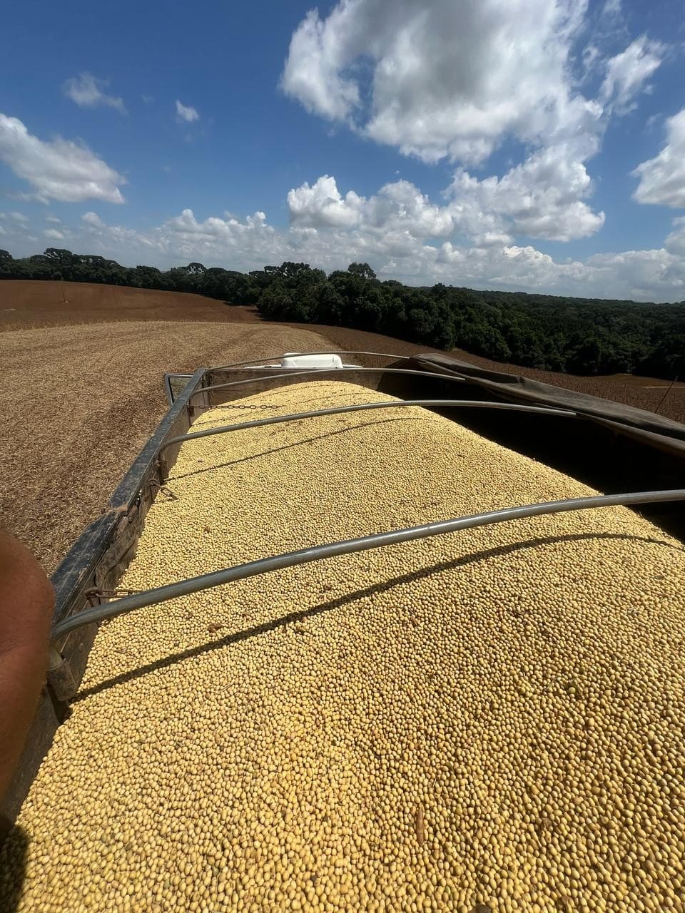 Soja recua na Bolsa de Chicago apesar do aumento da demanda