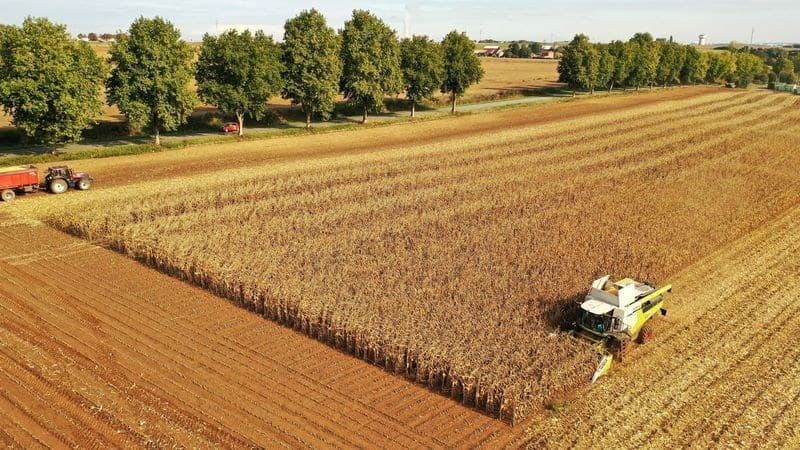 França reduz projeção de safra de milho após seca e calor severos