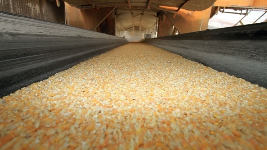 Mercado de milho mostra sinais de recuperação moderada