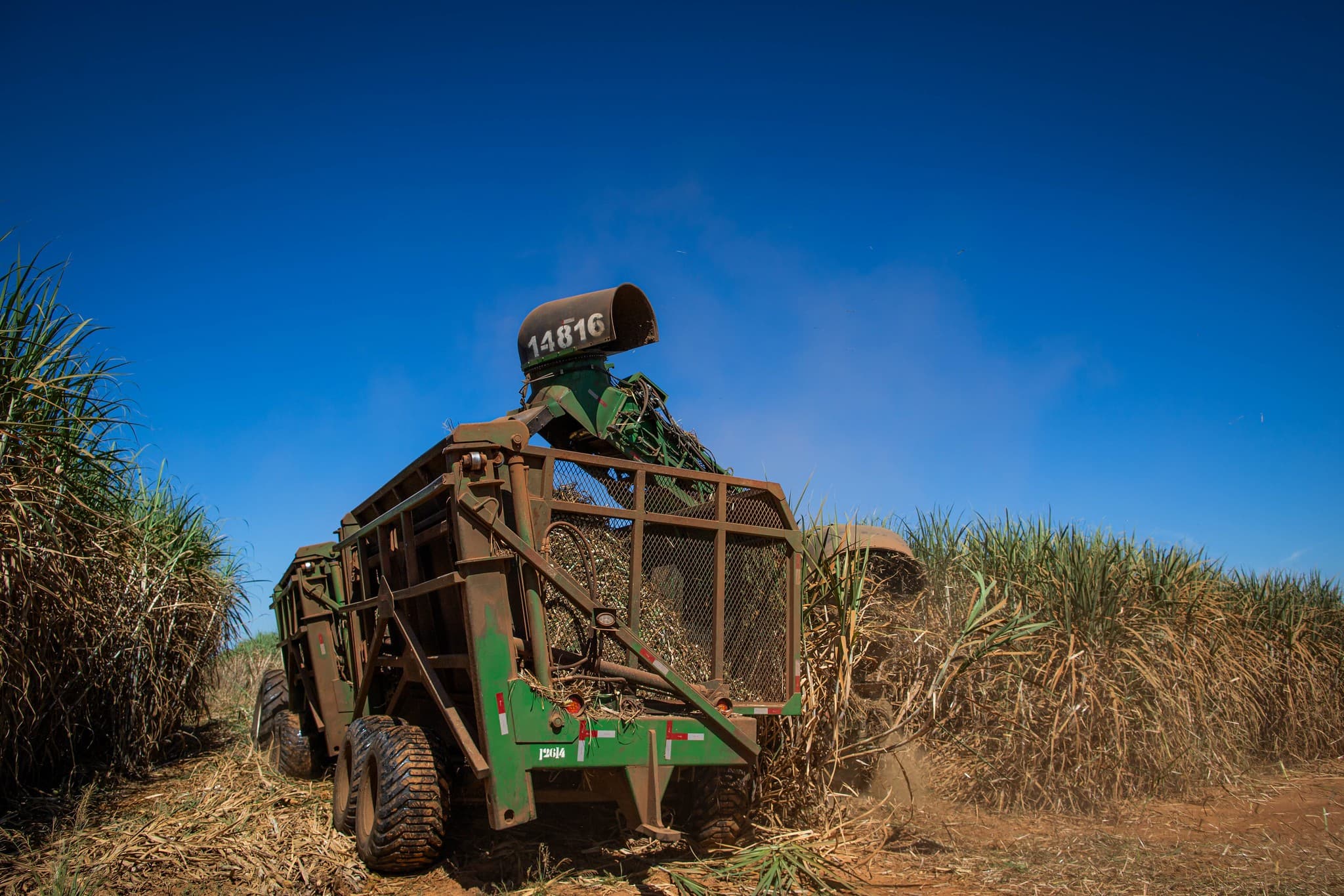 Cana-de-açúcar: moagem no Norte e Nordeste cai 2,9% em 2025/26