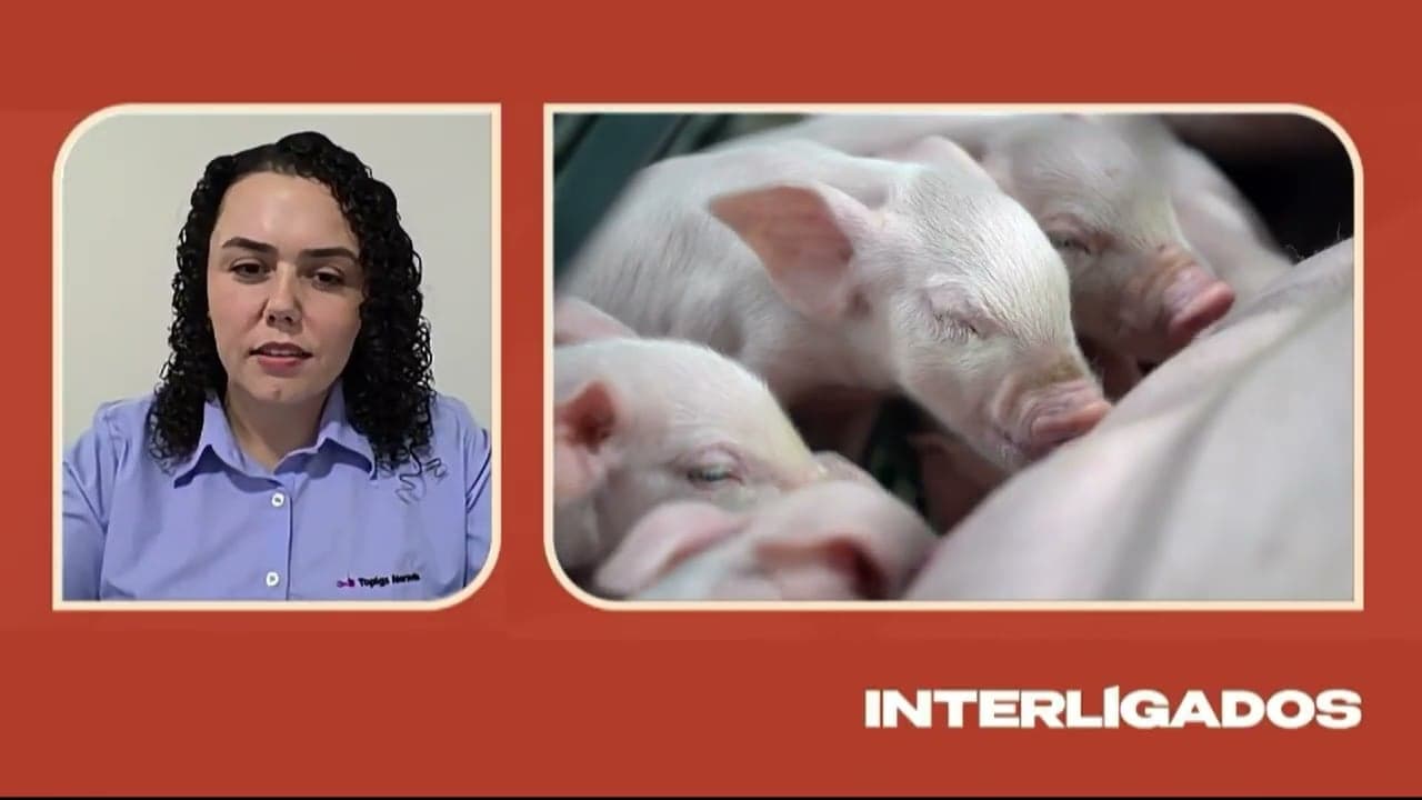 Manejo eficaz na maternidade eleva a rentabilidade na suinocultura