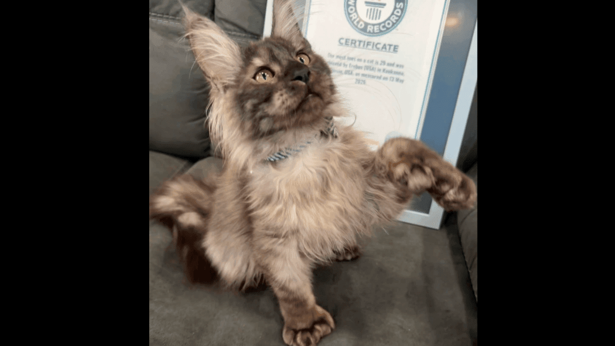Gato de Wisconsin estabelece recorde com 29 dedos