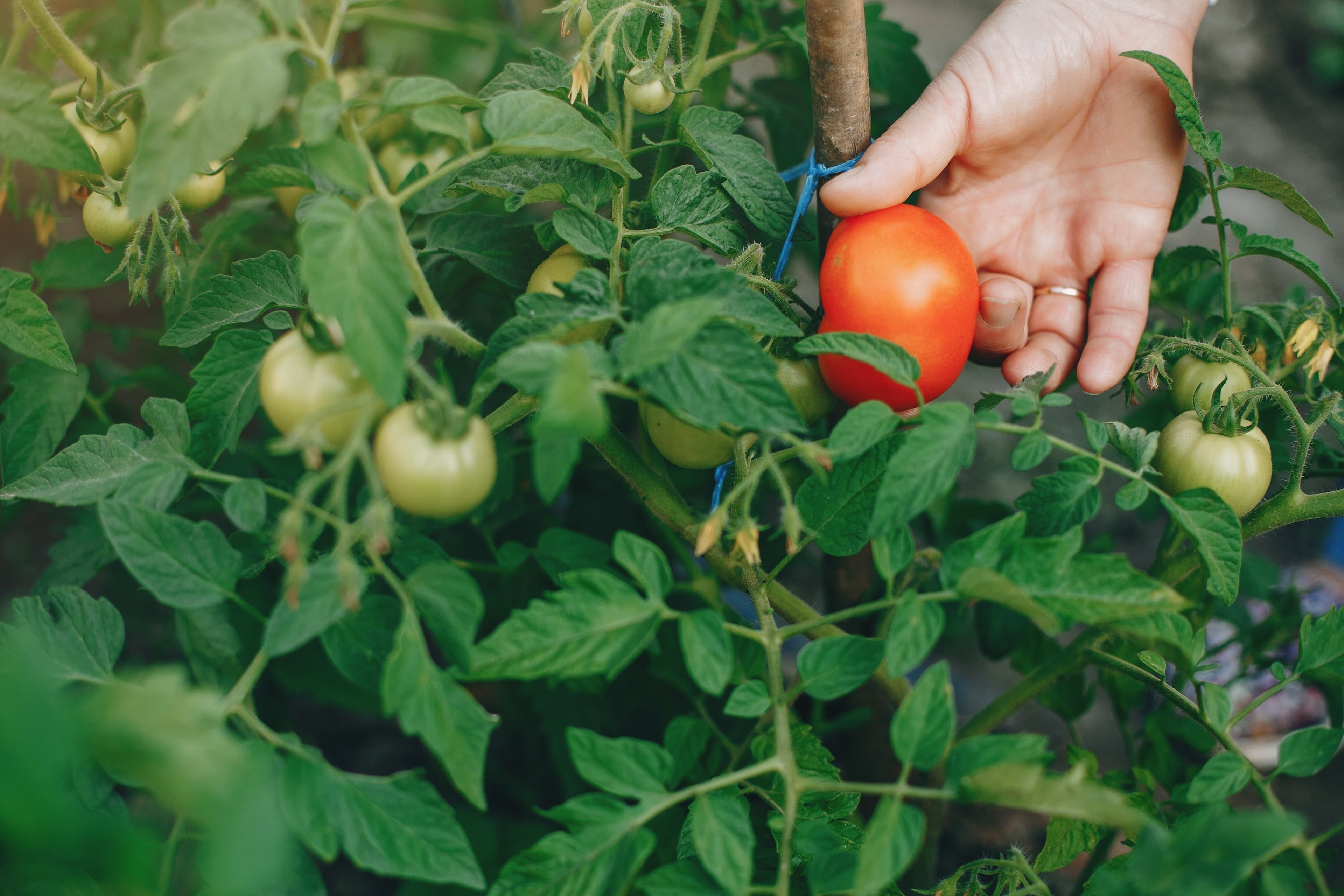 Preços do tomate disparam em São Paulo e outras cidades