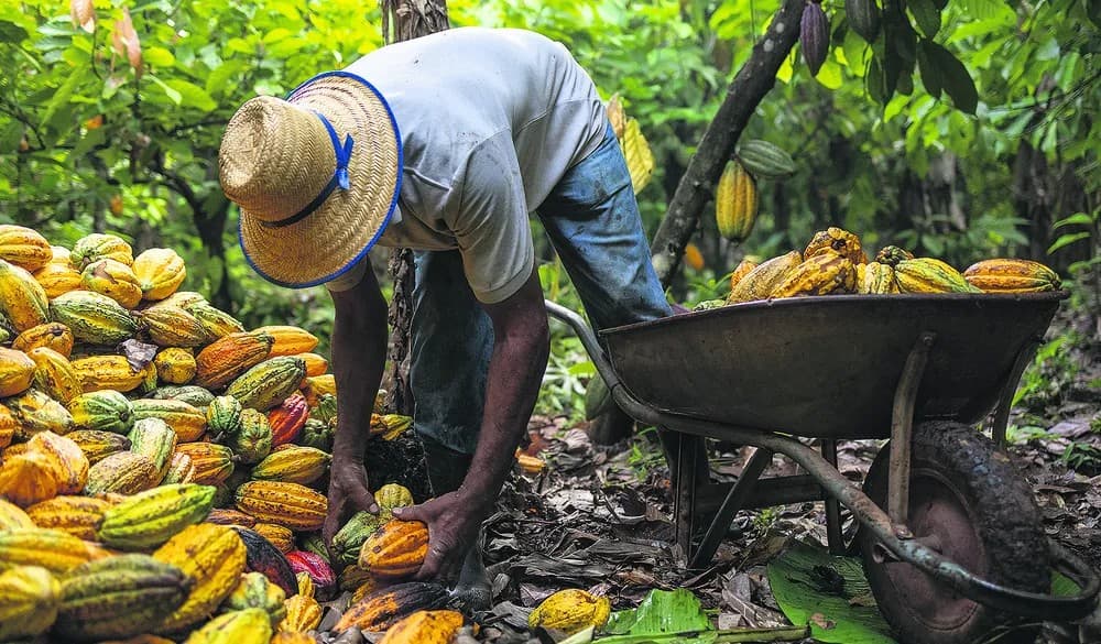 Preço do cacau sobe em Nova York por problemas climáticos na Costa do Marfim