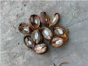 Coco de piaçava gera 20% do faturamento de cooperativa na Bahia