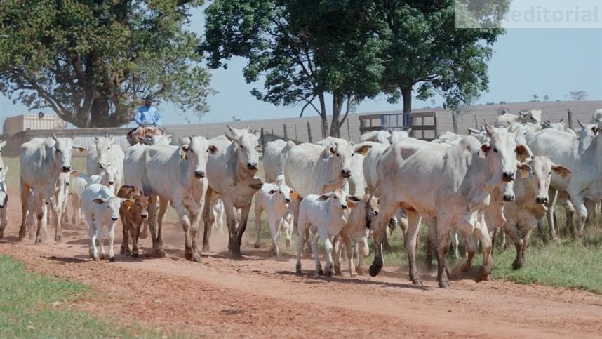Dia Nacional do Boi destaca sanidade animal na pecuária brasileira