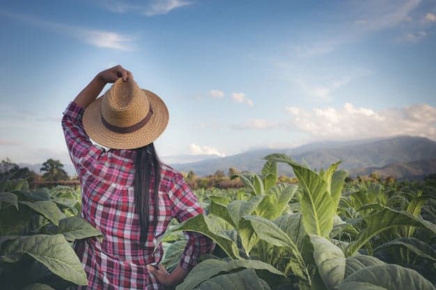 Desigualdade de gênero no agronegócio limita avanço feminino