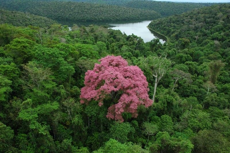 Minas Gerais lidera em políticas de combate às mudanças climáticas