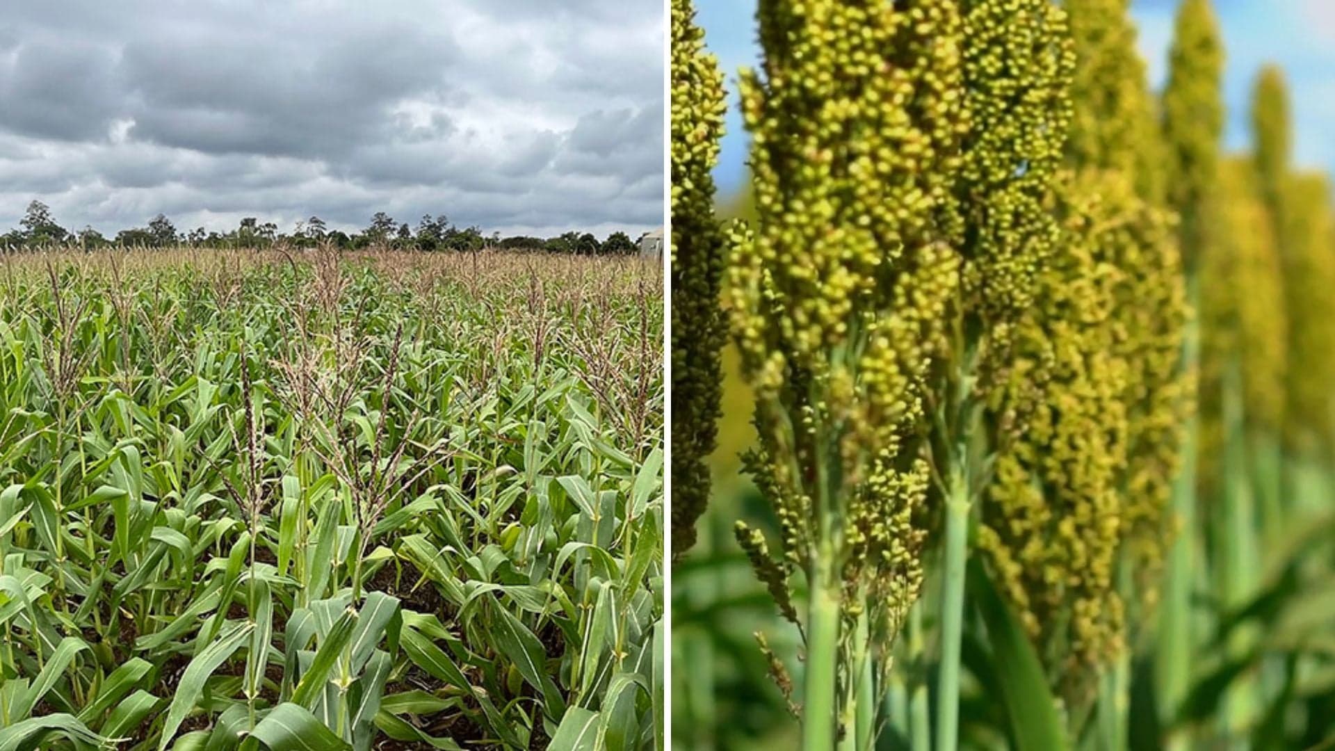 Importância do milho e sorgo nas dietas de bovinos em confinamento